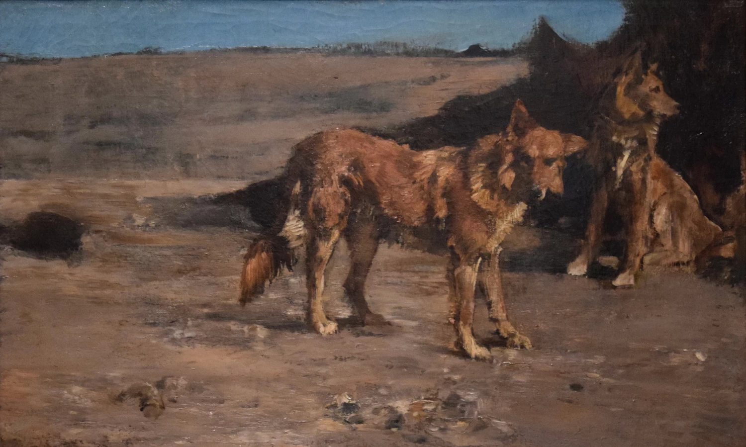 Studio per i cani del douar